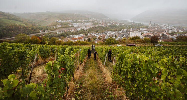 Weingut Hemmes